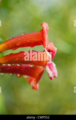 Tautropfen auf Trompete Ranke Blumen Stockfoto