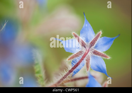 Borretsch-Blüte Stockfoto