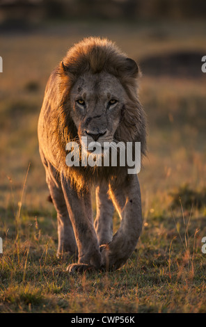Löwe (Panthera Leo) männlichen Erwachsenen, zu Fuß auf Grünland Ebenen bei Sonnenaufgang, Masai Mara Game Reserve, Kenia, Juli Stockfoto