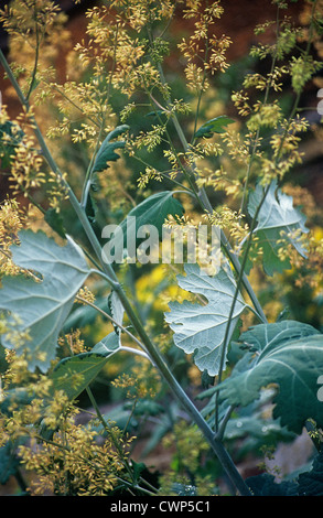 Macleaya Cordata, Plume Mohn Stockfoto