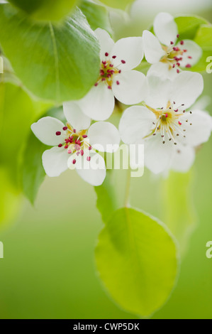 Apfelblüten Stockfoto