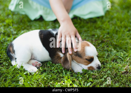 Tätschelte Beagle-Welpen Mädchen beschnitten Stockfoto