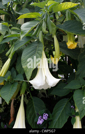 BRUGMANSIA SCHNEE WEIß. DIE ENGELSTROMPETE. DATURA. VEREINIGTES KÖNIGREICH. Stockfoto