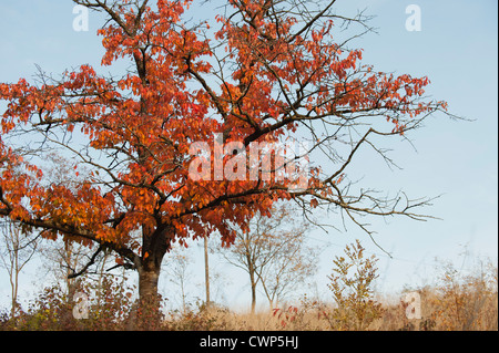 Kirschbaum im Herbst Stockfoto