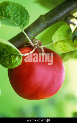 Malus Domestica "Tom Putt", Apple Stockfoto