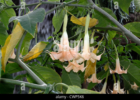 BRUGMANSIA GRAND MARNIER. ANGELS TROMPETE. DATURA. Stockfoto