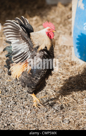 Hahn, Seitenansicht Stockfoto