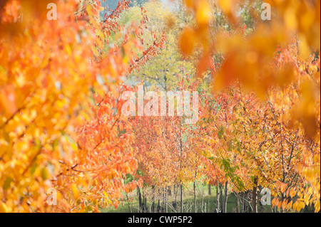 Bäume mit bunten Herbstblättern Stockfoto