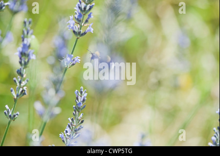 Lavendel Blumen Stockfoto