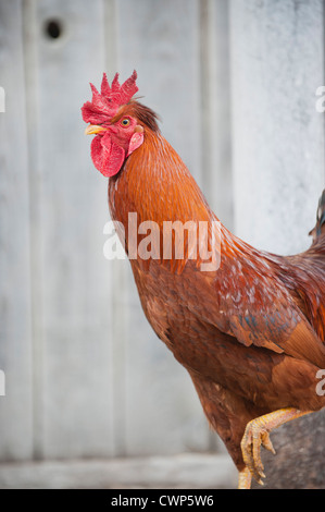 Hahn auf einem Bein stehen Stockfoto