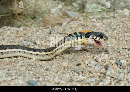 Schwarzhalstaucher Gartersnake Essen rot gefleckten Kröte Thamnophis Cyrtopsis Tucson, Arizona, Vereinigte Staaten von Amerika Stockfoto