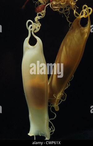 Lesser Spotted Katzenhai (Scyliorhinus Canicula) 'Meerjungfrau Geldbörse' Eggcase, mit der Entwicklung von frühen Embryo und Dottersack sichtbar Stockfoto