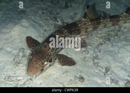 Auf Meeresboden bei Nacht, Wayilbatan Insel, Raja Ampat Inseln indonesischen Speckled Carpetshark (Hemiscyllium Freycineti) Erwachsener Stockfoto