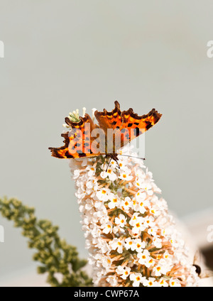 Einsame Komma Schmetterling auf einer weißen Blüte Buddleja Blume im Garten einer Cheshire Fütterung Stockfoto