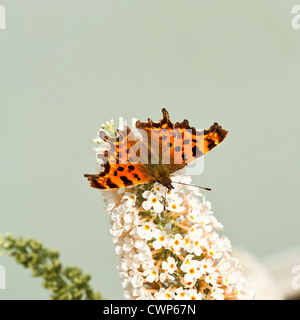 Einsame Komma Schmetterling auf einer weißen Blüte Buddleja Blume im Garten einer Cheshire Fütterung Stockfoto