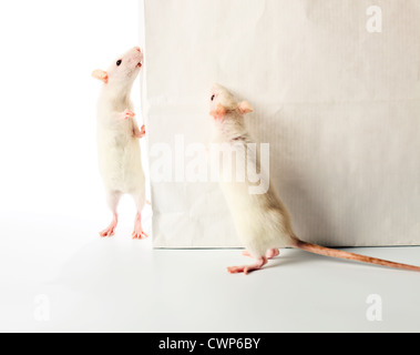 süße weiße Ratten eine weiße Tasche untersuchen, eine Tasche im Fokus Stockfoto