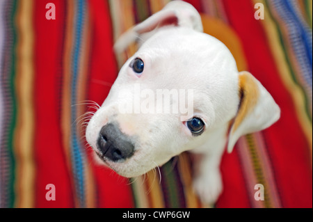 Amerikanischer Staffordshire-Terrier Hund Stockfoto