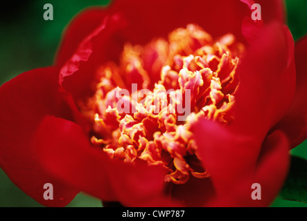Paeonia Lactiflora 'Charme', Pfingstrose Stockfoto