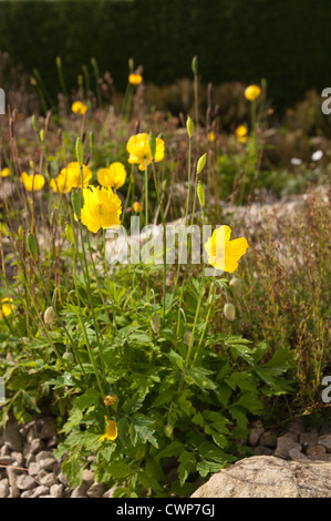 Leuchtende gelbe Mohn Alpenpflanzen verstreut zwischen Fels und Geröll Stockfoto