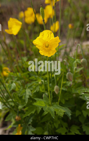 Leuchtende gelbe Mohn Alpenpflanzen verstreut zwischen Fels und Geröll Stockfoto