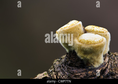 Feld Bird Nest Pilz (Crucibulum Chefin) Fruchtkörper vor Eröffnung, Clumber Park, Nottinghamshire, England, Oktober Stockfoto