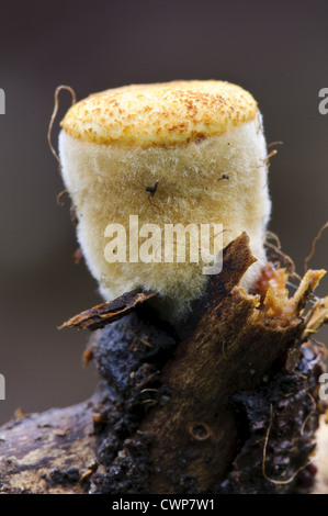 Feld Bird Nest Pilz (Crucibulum Chefin) Fruchtkörper vor Eröffnung, Clumber Park, Nottinghamshire, England, Oktober Stockfoto