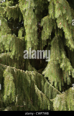 Brauer Fichte Picea Breweriana gilt als einer der attraktivsten Nadelbäume in der Welt Stockfoto