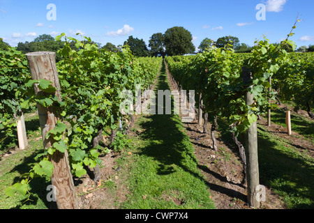 Bacchus-Reben in der Kapelle hinunter Winery Stockfoto