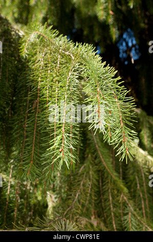 Brauer Fichte Picea Breweriana gilt als einer der attraktivsten Nadelbäume in der Welt Stockfoto