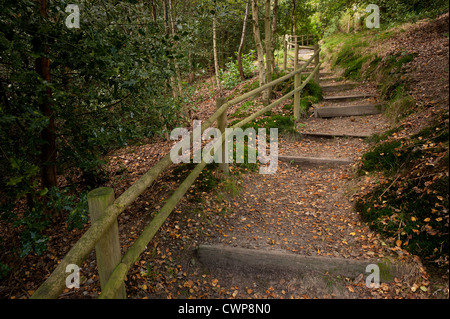 Buche-Fußweg fallen lange Wicklung Wanderweg beginnt im Herbst Blatt abgedeckt werden Stockfoto