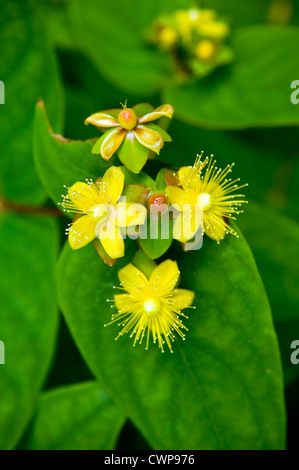 Exotische Blumen auf der Undercliff Spaziergang zwischen Axmouth, Devon und Lyme Regis, Dorset, Großbritannien Stockfoto