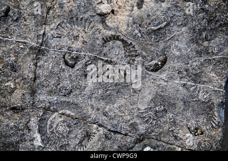 Spuren von Ammoniten Fossilien in den Steinen am Strand von Lyme Regis, Dorset, Großbritannien Stockfoto