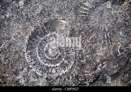 Spuren von Ammoniten Fossilien in den Steinen am Strand von Lyme Regis, Dorset, Großbritannien Stockfoto