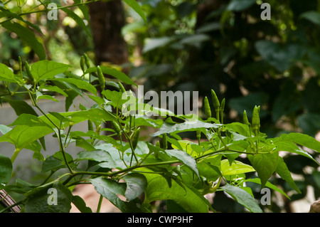 Bird es Eye Chili oder Thai Chili Pflanze Stockfoto