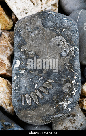 Spuren von Ammoniten Fossilien in den Steinen am Strand von Lyme Regis, Dorset, Großbritannien Stockfoto