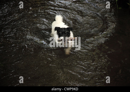 Eine kleine, Jack Russell-Art, Terrier Hund schwimmt in einem Stream während einen Stock tragen Stockfoto