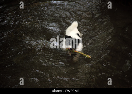 Eine kleine, Jack Russell-Art, Terrier Hund schwimmt in einem Stream während einen Stock tragen Stockfoto