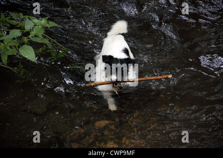 Eine kleine, Jack Russell-Art, Terrier Hund schwimmt in einem Stream während einen Stock tragen Stockfoto