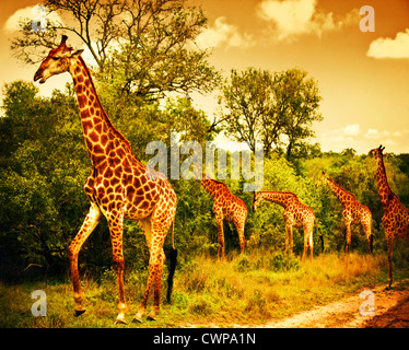 Bild von einem südafrikanischen Giraffen, große Familie grasen in den wilden Wald, Tiere Wildtiersafaris, Krüger-Nationalpark Stockfoto