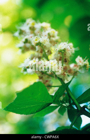 Aesculus Hippocastanum, Rosskastanie Stockfoto