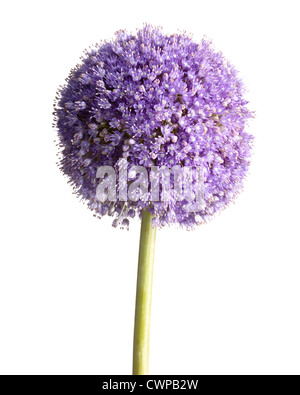 Allium 'Globemaster', Allium Stockfoto