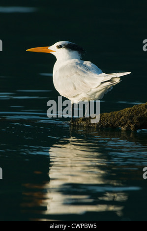 Königliche Seeschwalbe (Sterna Maxima) am Schlafplatz verlassen Dock, Haitises Nationalpark, Dominikanische Republik Stockfoto