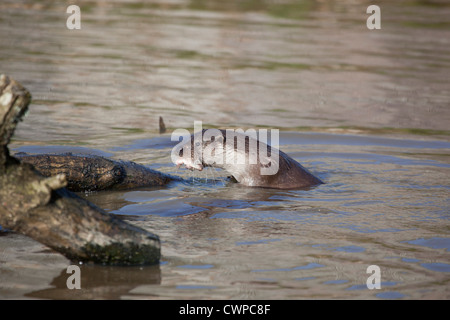 Otter; Lutra Lutra; VEREINIGTES KÖNIGREICH; Fisch essen Stockfoto