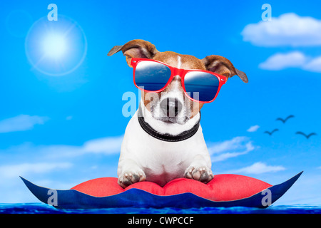 Hund auf einer Matratze Stockfoto