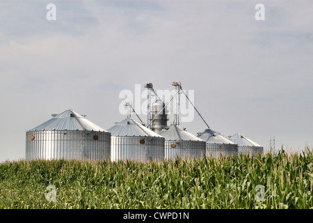 Wellpappe Metallsilos in einem Feld von Mais. Bild zeigt fünf neue Silos Leuchten in der Sonne mit einem Feld von Mais im Vordergrund Stockfoto