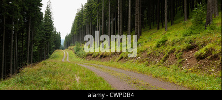 Panorama der Bergstraße im Nadelwald Stockfoto