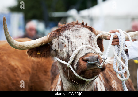 Rinder auf der Orsett Country Show in Essex gezeigt werden Stockfoto