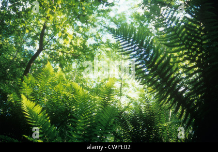 Wurmfarn Dryopteris, Farn, Stockfoto