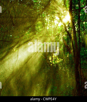 Bild von nebligen Regenwald und hellen Sonnenstrahlen durch Bäume Zweige, Herbst dunklen Wald, Glanz Morgen Sonnenstrahl im Wald Stockfoto