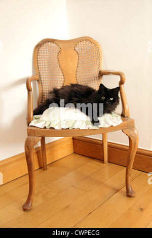 Langhaarige süße schwarze Katze liegend auf einem Kissen, auf einem Stuhl. Stockfoto